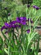 Iris - 4 - IMG_2753.JPG