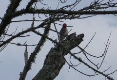Woodpecker - 1 - IMG_2832_1.jpg