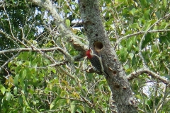 Woodpecker - 2 - IMG_2808_1.jpg