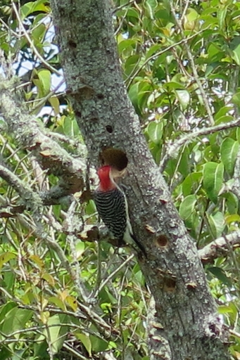 Woodpecker - 3 - IMG_2809_1.jpg