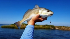 Louisiana Redfish catch at Lake Pontchartrain - 20151011_112646