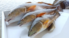 Redfish Catch - 3 fish - Summer 2015 - 20150607_141148 (1)