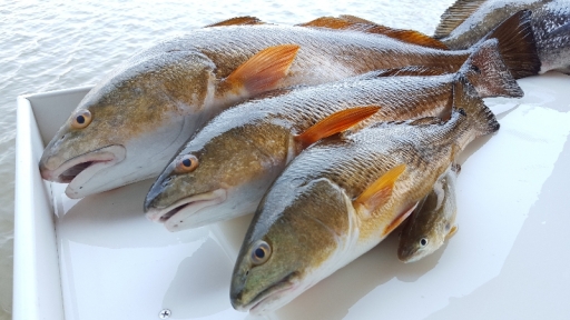 Redfish Catch - 3 fish - Summer 2015 - 20150607_141148 (1)