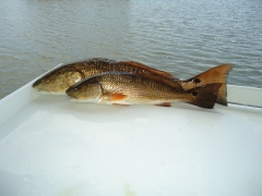 Redfish-Summer 2015 - DSC00253 (2)