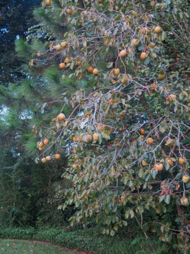 Copy of Persimmon Tree 2014 - 1 - IMG_7543_1