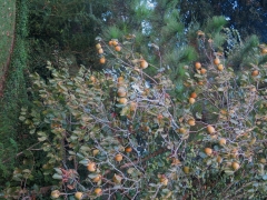 Persimmon Tree 2014 - 1 - IMG_7543_1