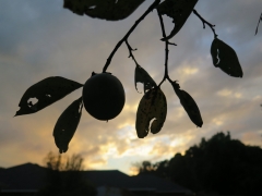 Persimmons into Sunset - 2014 - 1 -  IMG_7554_1