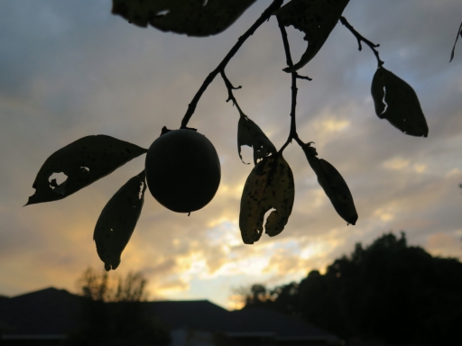 Persimmons into Sunset - 2014 - 1 -  IMG_7554_1