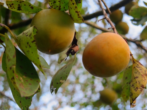 Persimmons on Branch 2014 - 1 - IMG_7550_1