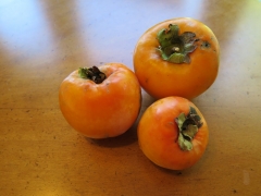 persimmon - three - 2013-10-08 054
