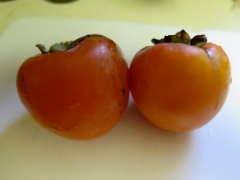 two ripe presimmons - Cannon 10-13-13- IMG_0193_1