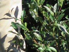 IMG_0396-3