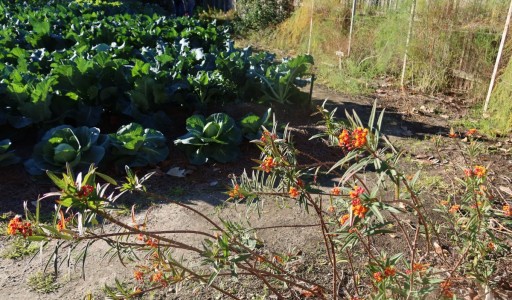 Butterfly-Plants-IMG_4763-cropped-Y