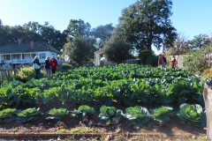 Garden-IMG_4724-Y