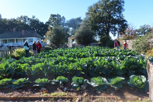 Garden-IMG_4724-Y