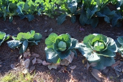 Garden-IMG_4725-Y