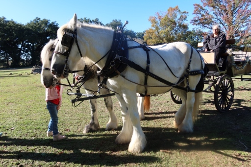 Horse-Pair-IMG_4709-Y