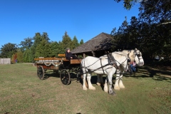 Horse-Pair-IMG_4710-Y