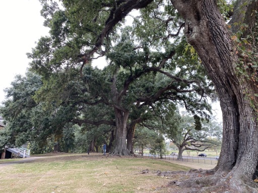 Live-Oak-Trees-IMG_8218-Y