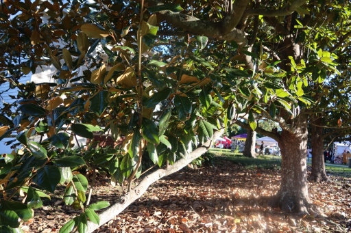 Magnolia-Tree-IMG_4765-Y
