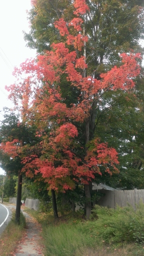 Massachusetts-Fall-Colors-01