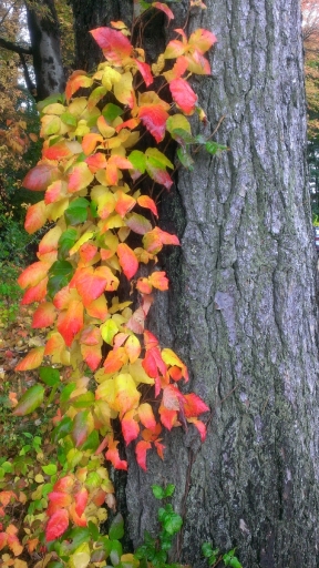 Massachusetts-Fall-Colors-02