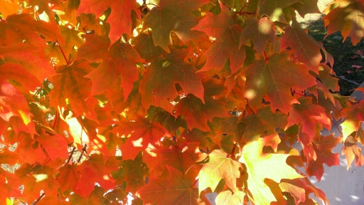 Massachusetts-Fall-Colors-03