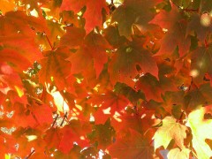 Massachusetts-Fall-Colors-08