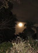 backyard moon - 1 - IMG_0431