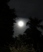 backyard moon - 2 - IMG_0427