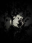 moonfromDale - 8 - P1010537