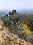Mt-Rubidoux-05