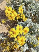 Mt-Rubidoux-06