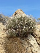 Mt-Rubidoux-07