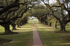 2017 03 1-5 Magestic row of live oaks at Oka Alley - 064