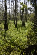 Jean Lafitte park