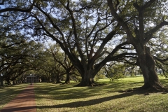 2017 03 1-5 Live Oaks at Oak Alley - 060