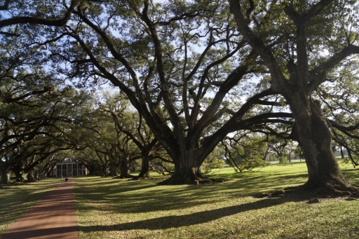 2017 03 1-5 Live Oaks at Oak Alley - 060