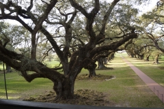 2017 03 1-5 Row of Live Oaks - 066