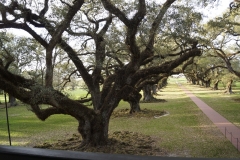Live Oak Trees at Oak Alley Plantation