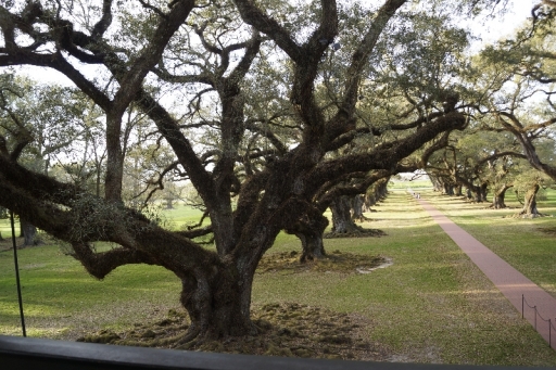 Live Oak Trees at Oak Alley Plantation