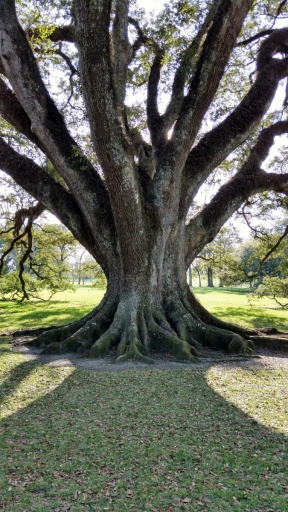 Live Oak at Oak Alley - IMG_20170302_162507162_HDR