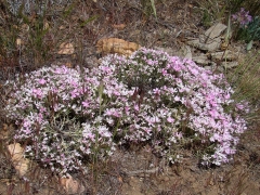 Pacific-Crest-Trail-near-Big-Bear-03