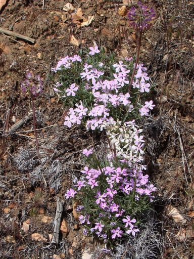 Pacific-Crest-Trail-near-Big-Bear-04