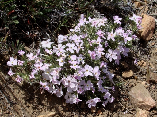 Pacific-Crest-Trail-near-Big-Bear-05