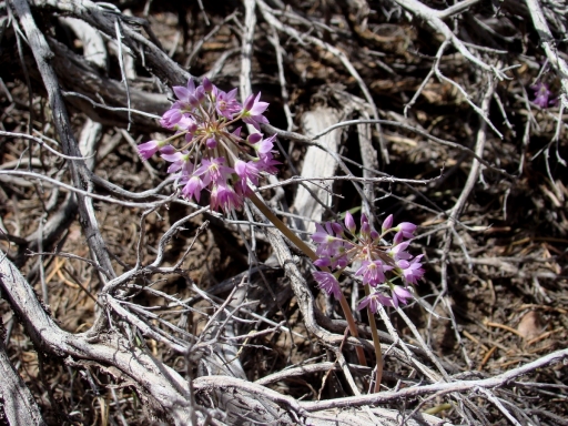 Pacific-Crest-Trail-near-Big-Bear-06