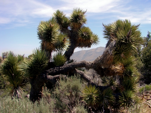 Pacific-Crest-Trail-near-Big-Bear-07
