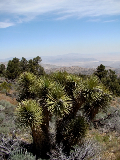 Pacific-Crest-Trail-near-Big-Bear-08