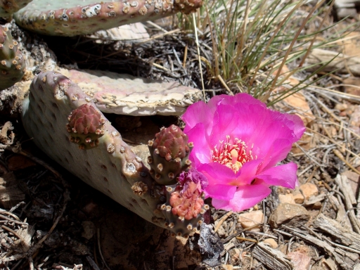 Pacific-Crest-Trail-near-Big-Bear-11