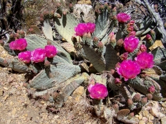 Pacific Crest Trail near Big Bear
